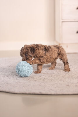 Beeztees Yavru Köpek Oyuncağı, Top, Peluş, Mavi, 10cm