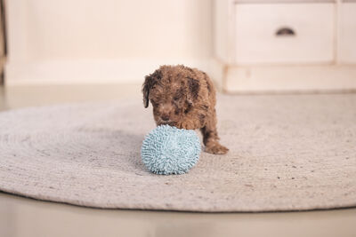 Beeztees Yavru Köpek Oyuncağı, Top, Peluş, Mavi, 10cm