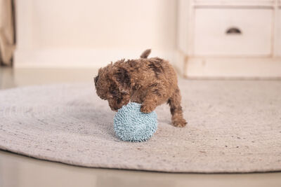 Beeztees Yavru Köpek Oyuncağı, Top, Peluş, Mavi, 10cm