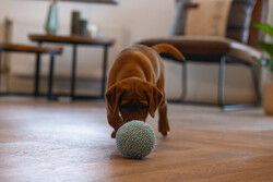 Beeztees Yavru Köpek Oyuncağı, Top, Peluş, Mavi, 10cm - Thumbnail