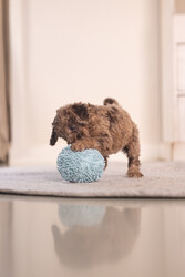 Beeztees Yavru Köpek Oyuncağı, Top, Peluş, Mavi, 10cm - Thumbnail