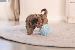 Beeztees Yavru Köpek Oyuncağı, Top, Peluş, Mavi, 10cm - Thumbnail