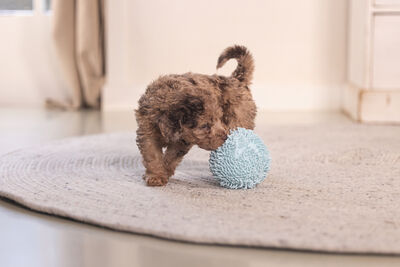 Beeztees Yavru Köpek Oyuncağı, Top, Peluş, Mavi, 10cm