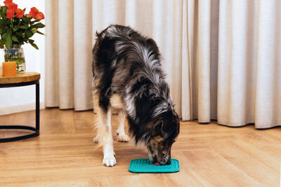 Beeztees Yavru Köpek Yaş Mama Yeme Oyuncağı, Kare Şeklinde, Silikon, Yeşil, 20x20cm