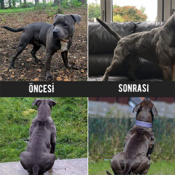 Bio Pet Active Bulky Power - Köpekler için Kas Geliştirici Besin 368 Gr - 4