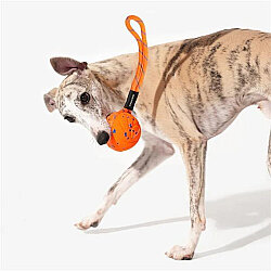Cheerble Akıllı İnteraktif Köpek Oyuncağı İpli - Turuncu 7 Cm - 2