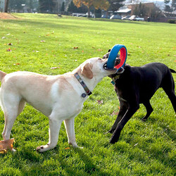 Chuckit Fetch Wheel Tekerlek Şekilli Köpek Oyuncağı Large - Thumbnail