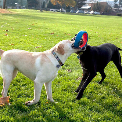 Chuckit Fetch Wheel Tekerlek Şekilli Köpek Oyuncağı Large