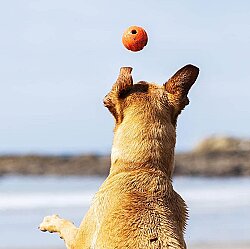 Chuckit Fetch Ball 2'li Köpek Oyun Topu (Küçük Boy) - 5