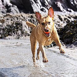 Chuckit Fetch Ball 2'li Köpek Oyun Topu (Küçük Boy) - 6