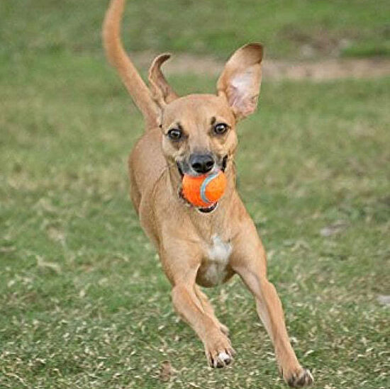 Chuckit 2 li Köpek Tenis Oyun Topu ( Orta Boy ) - 4