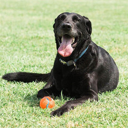 Chuckit Köpek Tenis Oyun Topu ( Büyük Boy ) - Thumbnail