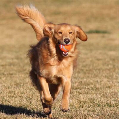 Chuckit 2 li Köpek Tenis Oyun Topu (Büyük Boy)