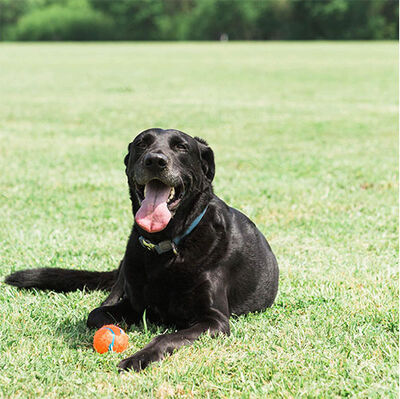 Chuckit 2 li Köpek Tenis Oyun Topu (Büyük Boy)