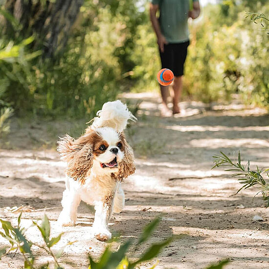 Chuckit Ultra Ball 2'li Köpek Oyun Topu ( Küçük Boy ) - 7