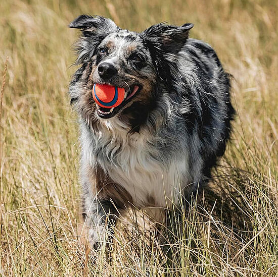Chuckit Ultra Ball Köpek Oyun Topu (Büyük Boy) - 6