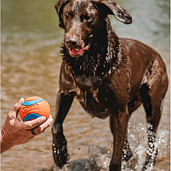 Chuckit Ultra Ball Köpek Oyun Topu (XXL Boy) - 5