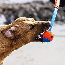 Chuckit Fetch Ball Köpek Oyun Topu (Orta Boy) - 7