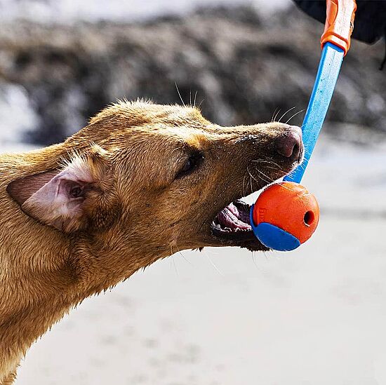 Chuckit Fetch Ball Köpek Oyun Topu (Orta Boy) - 7