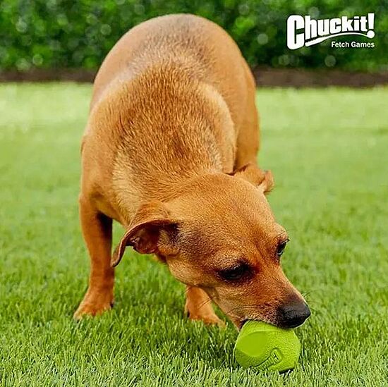 Chuckit Erratic Ball Köpek Oyun Topu (Orta Boy) - 4