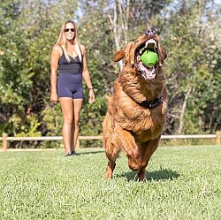 Chuckit Erratic Ball Köpek Oyun Topu (Orta Boy) - 5