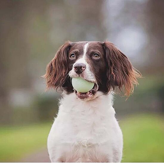 Chuckit Fetch Medley (Gen 2) 3 lü Köpek Oyun Topu (Küçük Boy) - 3