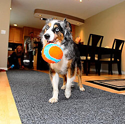 Chuckit Indoor Ball Eve Özel Yumuşak Oyun Topu - 4