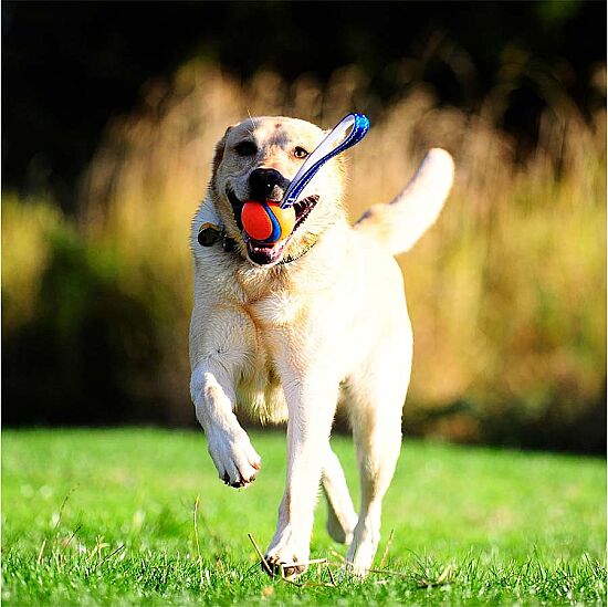 Chuckit Ultra Tug Köpek Çekiştirme Topu Medium - 4