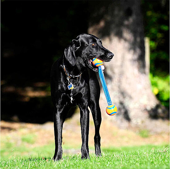 Chuckit Ultra Duo Tug 2'li Köpek Çekiştirme Topu Small - 4