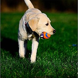 Chuckit Ultra Toss Püsküllü Köpek Oyun Topu (Orta Boy) - 3