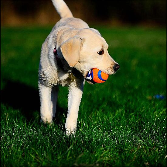 Chuckit Ultra Toss Püsküllü Köpek Oyun Topu (Orta Boy) - 3