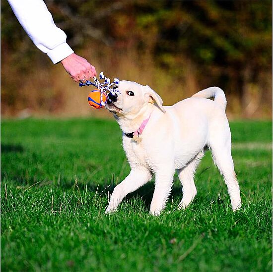 Chuckit Ultra Toss Püsküllü Köpek Oyun Topu (Orta Boy) - 4