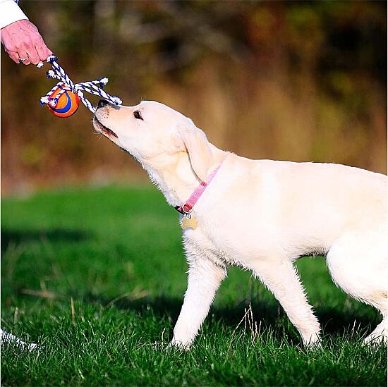 Chuckit Ultra Toss Püsküllü Köpek Oyun Topu (Orta Boy) - 5