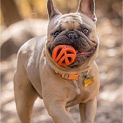 Chuckit Air Fetch Ball Köpek Oyun Topu (Orta Boy) - 6