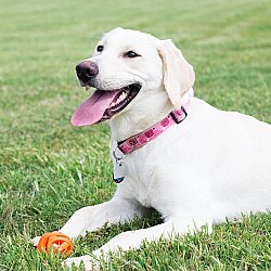 Chuckit Breathe Right Köpek Oyun Topu 7,5 Cm - 8