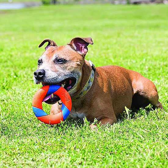 Chuckit Ultra Ring Köpek Oyun Halkası 13x13 Cm - 4