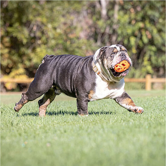 Chuckit Air Fetch Football Köpek Oyun Topu - 3