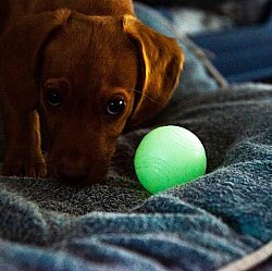 Chuckit Max Glow Gece Parlayan Köpek Oyun Topu (Orta Boy) - 6