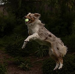 Chuckit Max Glow Gece Parlayan Köpek Oyun Topu (Orta Boy) - 7
