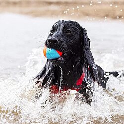 Chuckit Suda Batmayan Üçlü Köpek Topu - 3 lü Paket - 5