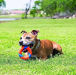 Chuckit Ultra Squeaker Sesli Köpek Oyun Halkası - 4