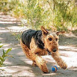 Chuckit Utra Squeaker Sesli Köpek Oyun Topu (Orta Boy) - 5