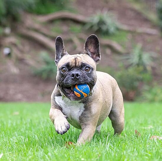 Chuckit Utra Squeaker Sesli Köpek Oyun Topu (Küçük Boy) - 4