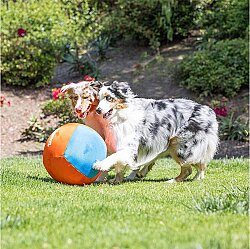 Chuckit Big Air Fetch Ball 36 Cm Çapında Şişirilebilir Köpek Oyun Topu - 4