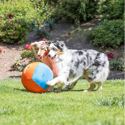 Chuckit Big Air Fetch Ball 37 Cm Çapında Şişirilebilir Köpek Oyun Topu