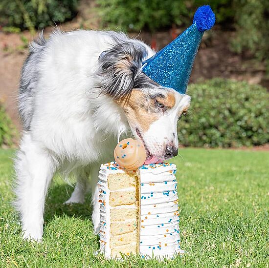 Chuckit Birthday Fetch Ball Doğum Günü Temalı Köpek Oyun Topu (Orta Boy) - 3
