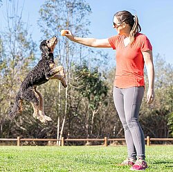 Chuckit Birthday Fetch Ball Doğum Günü Temalı Köpek Oyun Topu (Orta Boy) - 4