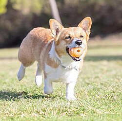Chuckit Birthday Fetch Ball Doğum Günü Temalı Köpek Oyun Topu (Orta Boy) - 5
