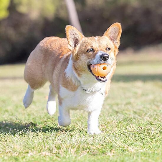 Chuckit Birthday Fetch Ball Doğum Günü Temalı Köpek Oyun Topu (Orta Boy) - 5