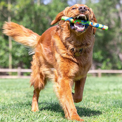 Chuckit Eco Fetch Stick Doğa Dostu Köpek Oyuncağı - Thumbnail